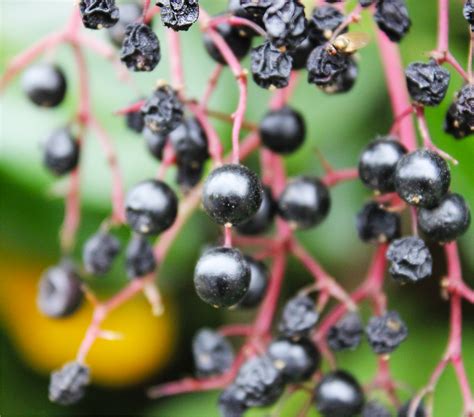 small black berries on tree.